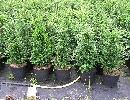 Taxus baccata